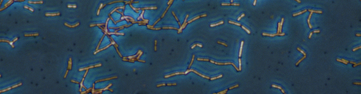 lactobacillus