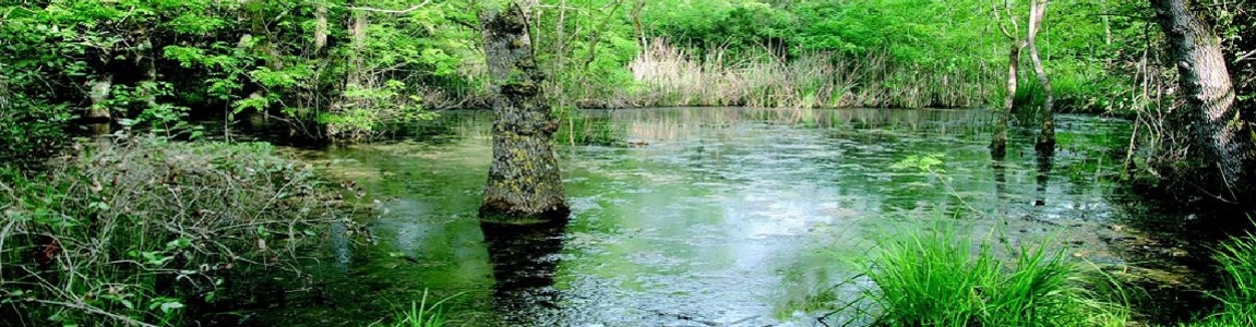 un lago nel bosco