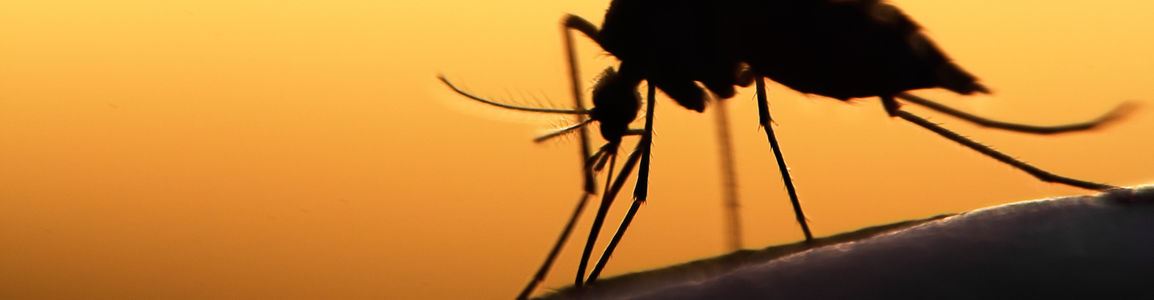 Mosquito Alert Italia