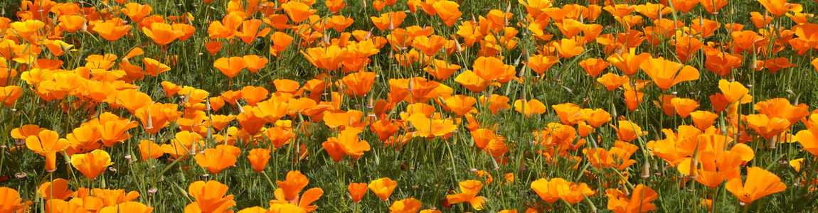 campo di papaveri fioriti