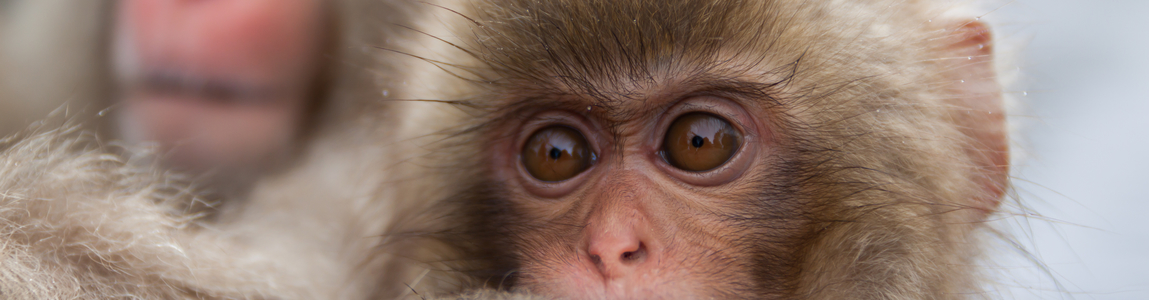 Macaca sylvanus