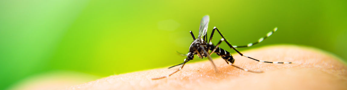Mosquito Alert Italia
