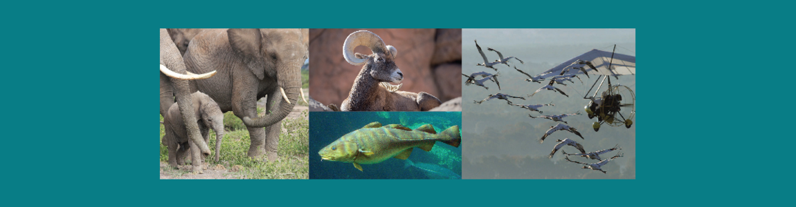 animali animali