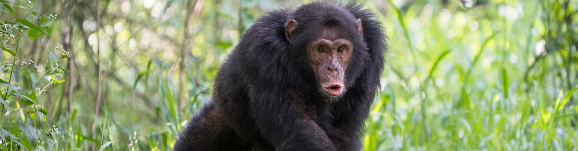 Maschio adulto di scimpanzé orientale della comunità di Sonso, nella foresta di Budongo (Uganda), che emette un richiamo di pant-hoot. Foto di: Adrian Soldati