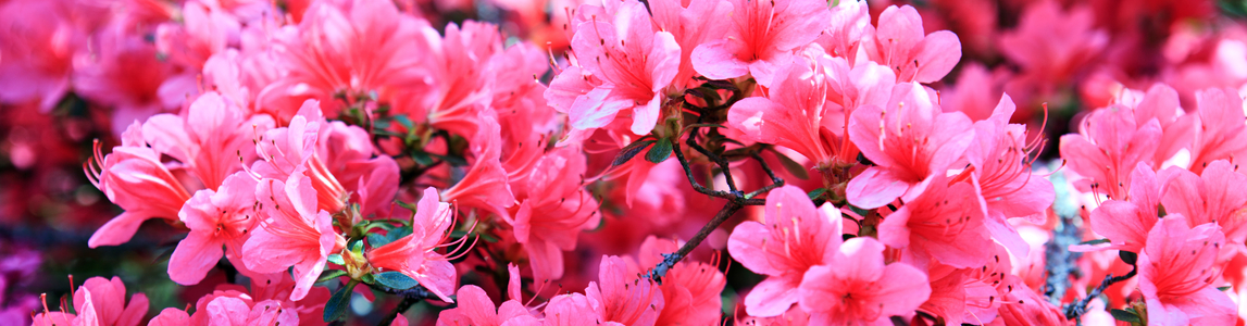Azalea Azalea