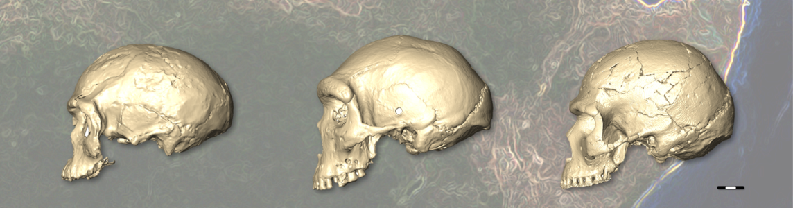 homo sapiens origine