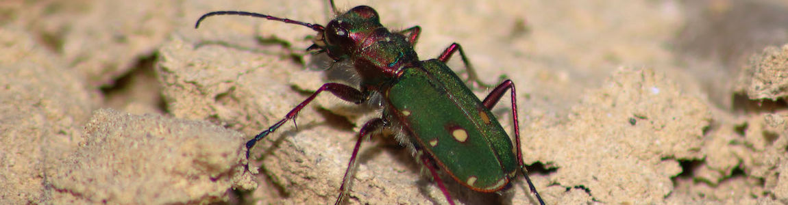 insetto cicindela