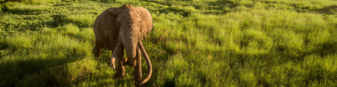 Biodiversità globale conservazione