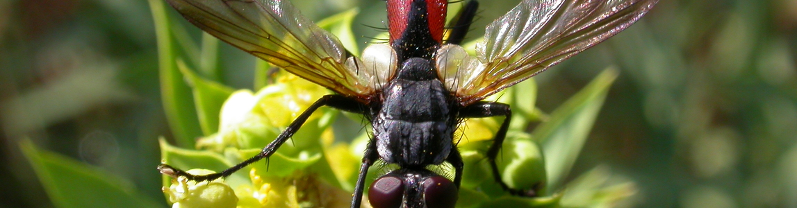insetti parassitoidi insetti parassitoidi