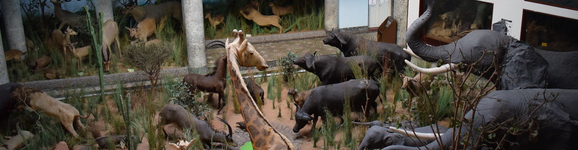 Giraffa con elefanti e tanti altri animali 