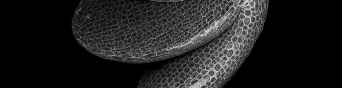 Embrione di Cardamine hirsuta estratto dal tegumento del seme, durante l'imbibizione necessaria alla germinazione. Immagine presa con un microscopio Leica FLIMan 800. Credit: Hira Kazmi studentessa di PhD in Genetica e Biologia molecolare PON
