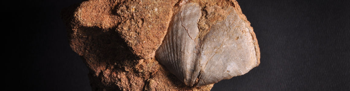 Un brachiopode fossile del Permiano, chiamato Pachycyrtella, proveniente dal Permiano inferiore dell’Oman Un brachiopode fossile del Permiano, chiamato Pachycyrtella, proveniente dal Permiano inferiore dell’Oman