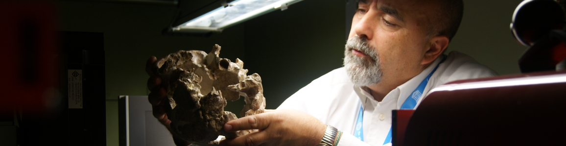 Il professor Manzi esamina il cranio di Ceprano