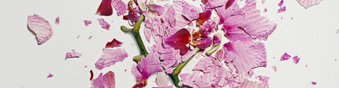Fiori spezzati di Jon Shireman