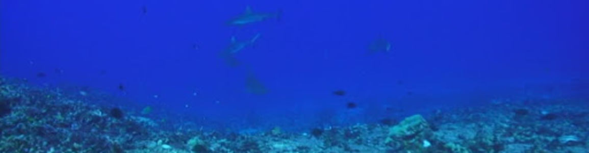 Fondale marino distrutto
