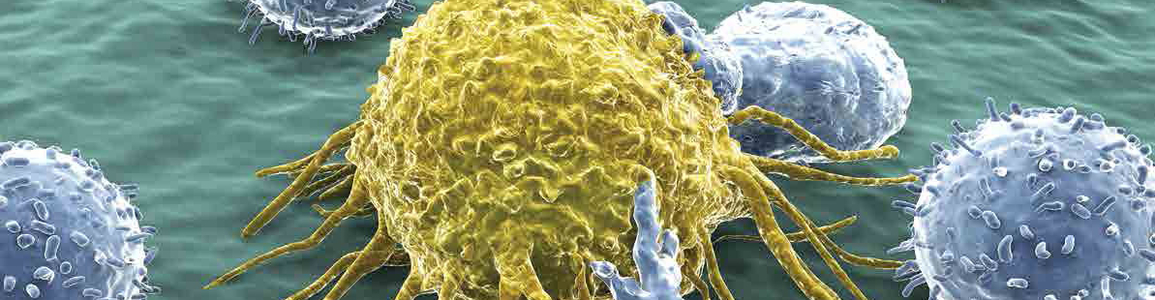 t-cell t-cell