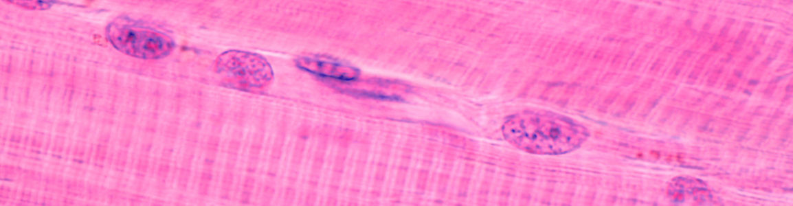 fibre muscolari