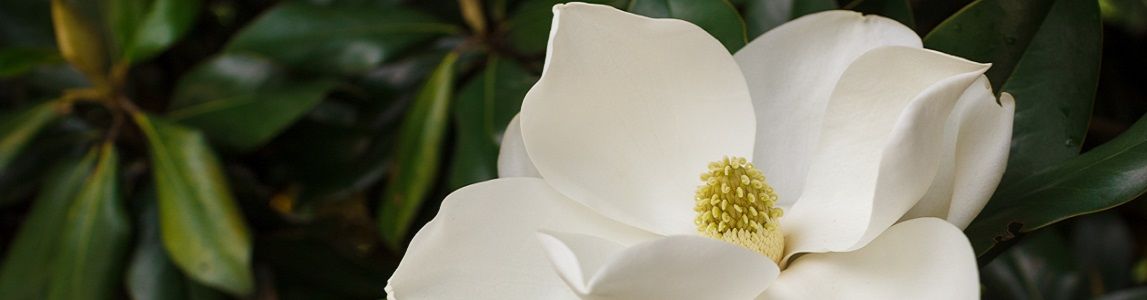 fiore magnolia