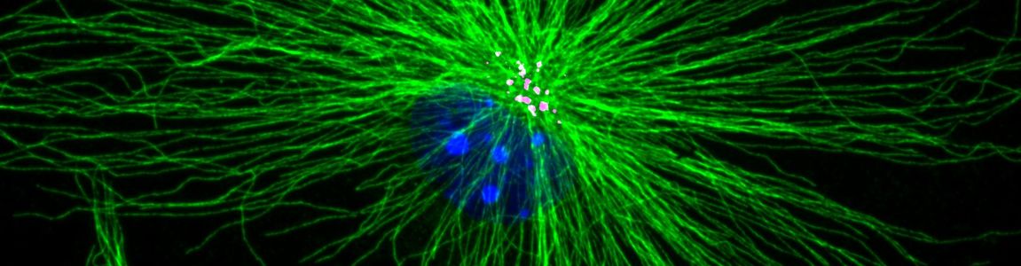 microglia