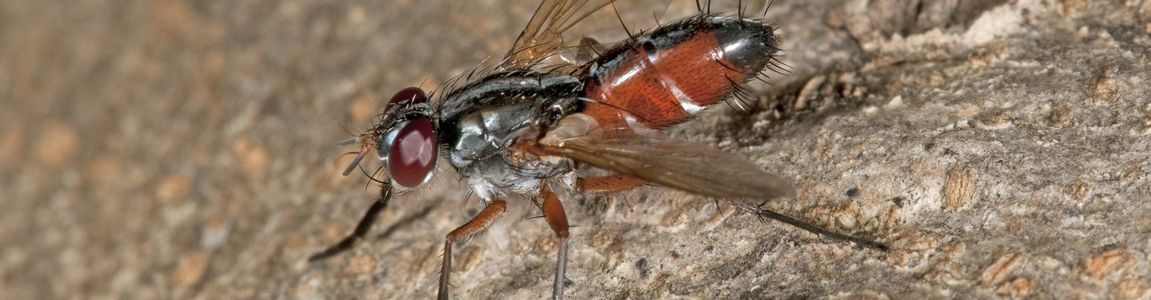 Mintho compressa Mintho compressa