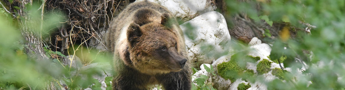 Orso bruno
