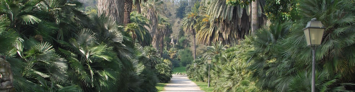 Viale alberato dell'orto botanico