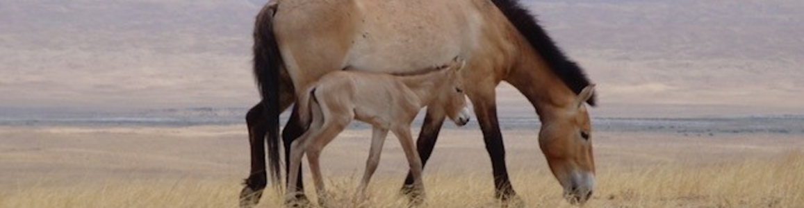 Pony Mongolia