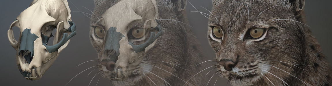 Lince pardina