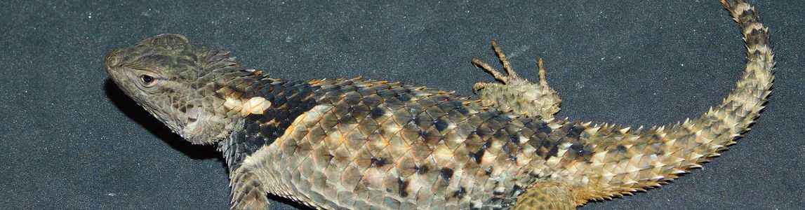 S. geminus