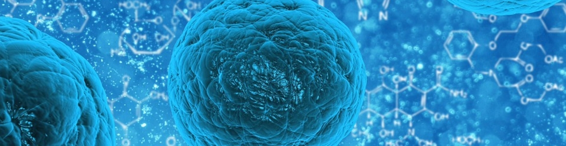 cellule staminali