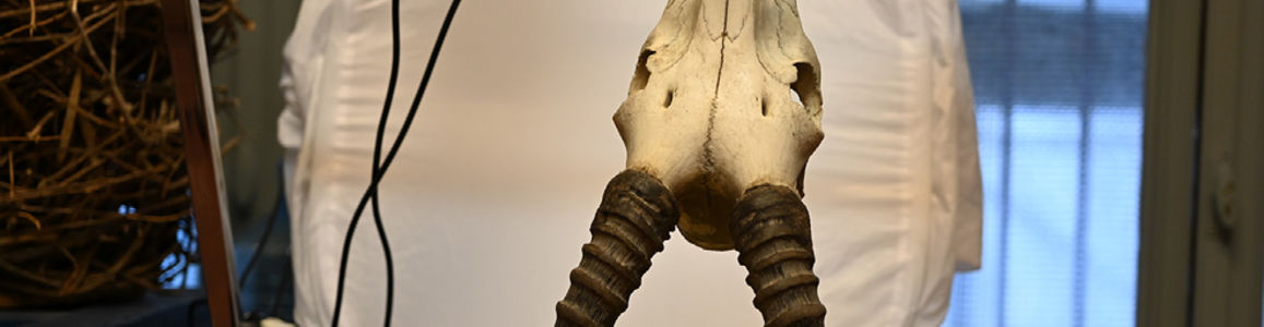 Teschio di Damaliscus lunatus