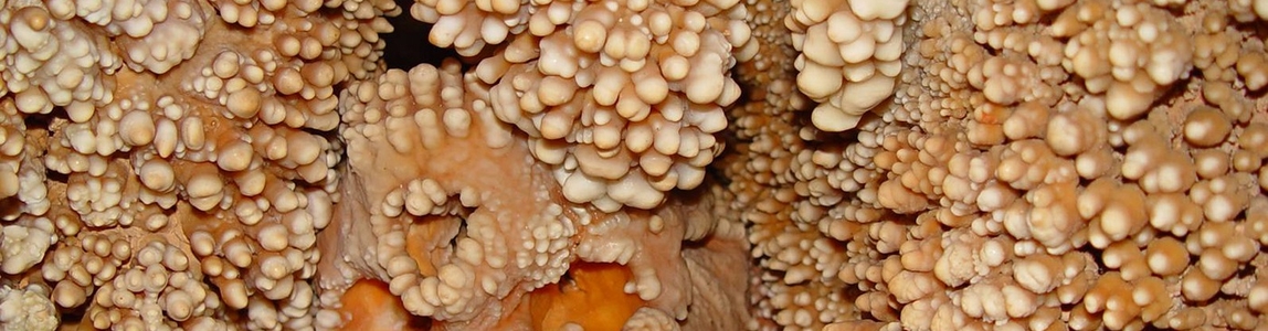 uomo altamura denti