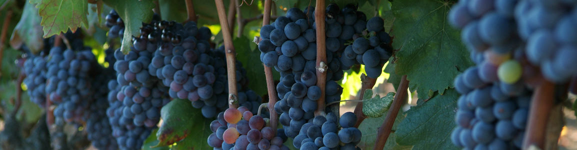 grappoli di uva