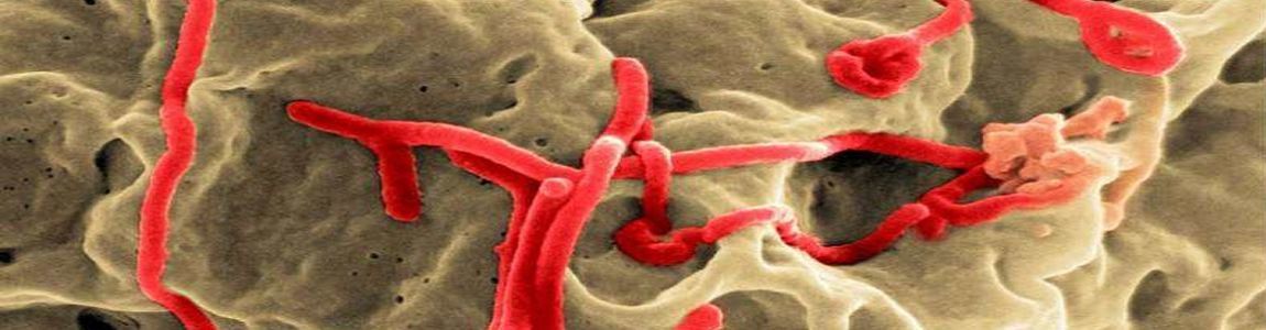 Master Virologia molecolare