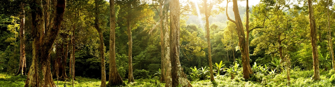 wilderness