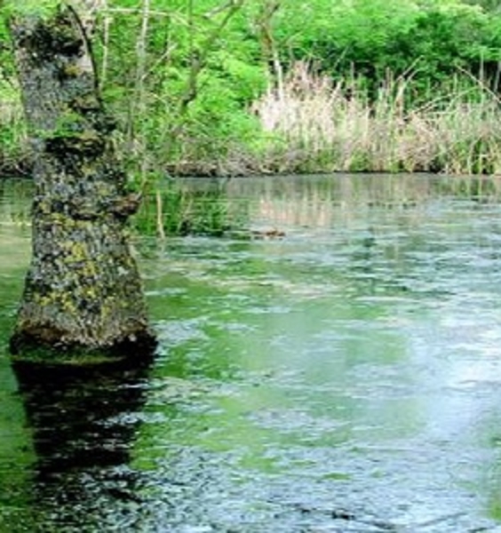 Il ripristino ecologico del Bosco di Palo Laziale: un modello da replicare nel Mediterraneo (20 dicembre)