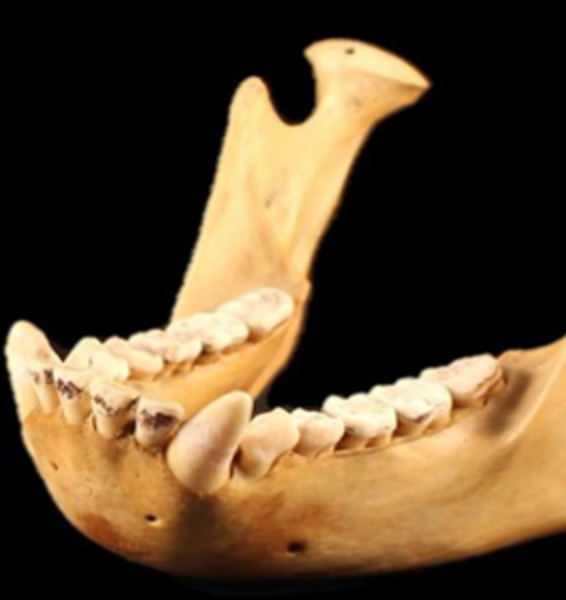 Bipedi con denti “strani”