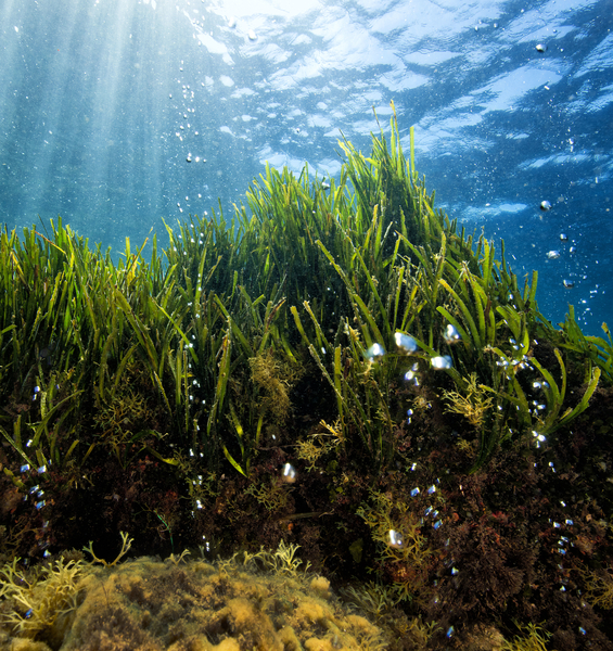 I laboratori naturali lungo la costa di Ischia raccontano il mare che sarà