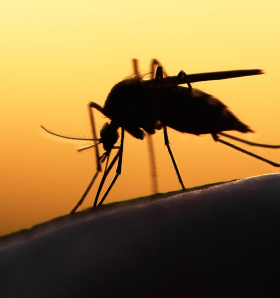 Tracking virus-transmitting mosquitoes is important. Citizens can help researchers with the Mosquito Alert app