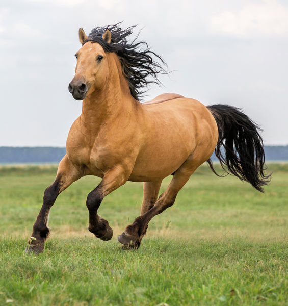 Il suono degli zoccoli di un cavallo in movimento è tutta una questione di ritmo