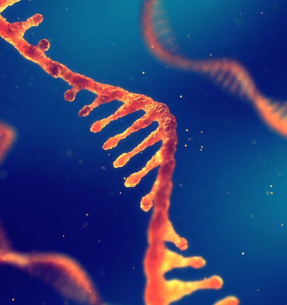 Il lato oscuro del genoma che agisce sulla formazione dei muscoli