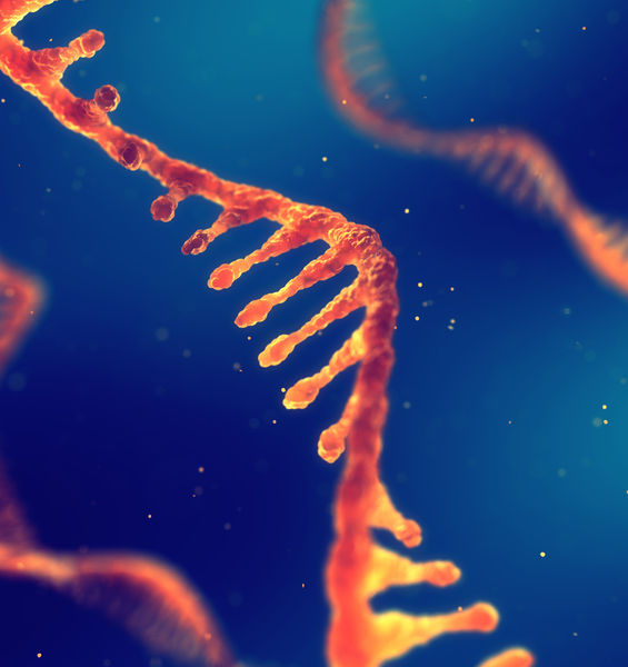 RNA circolare: una molecola dalle molteplici funzioni