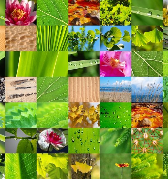 Una "rete di sicurezza” a servizio della biodiversità