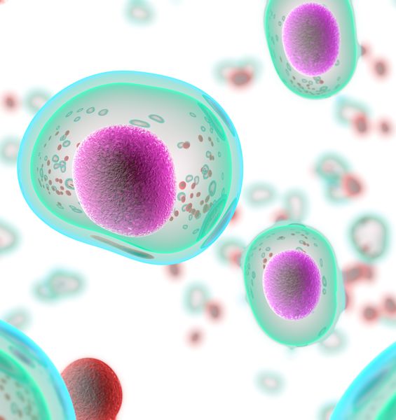 Cellule staminali: interazione tra metabolismo e genetica