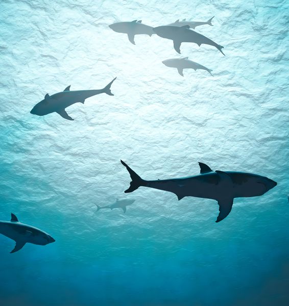 White Shark: Old and Precious Inhabitant of the Mediterranean Sea is now Endangered  