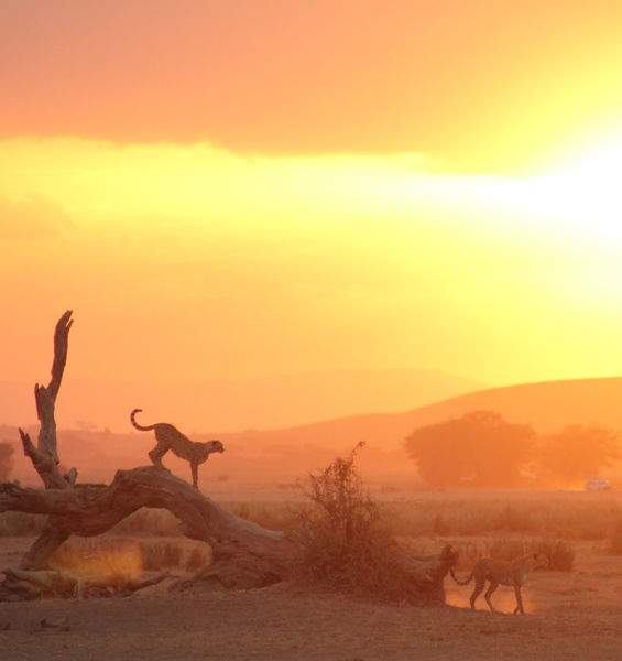 Environmental change and pandemic risk: the answer is sustainable development 