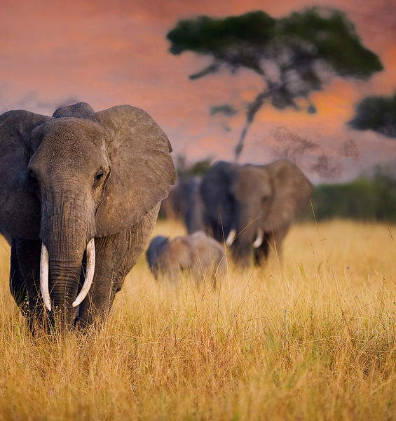 La fauna selvatica africana ha perso un terzo della sua “energia naturale”