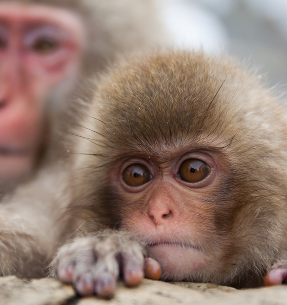 Gli uomini e i macachi convivevano a Notarchirico in Basilicata quasi 700 mila anni fa