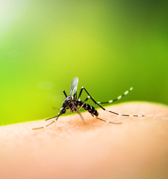 Estate, tornano le zanzare: i cittadini al fianco dei ricercatori nel tracciamento con l’app Mosquito Alert 