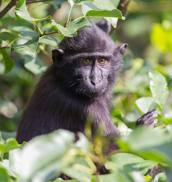 Un paradosso conservazionistico: le specie aliene invasive possono essere a rischio nei loro areali d